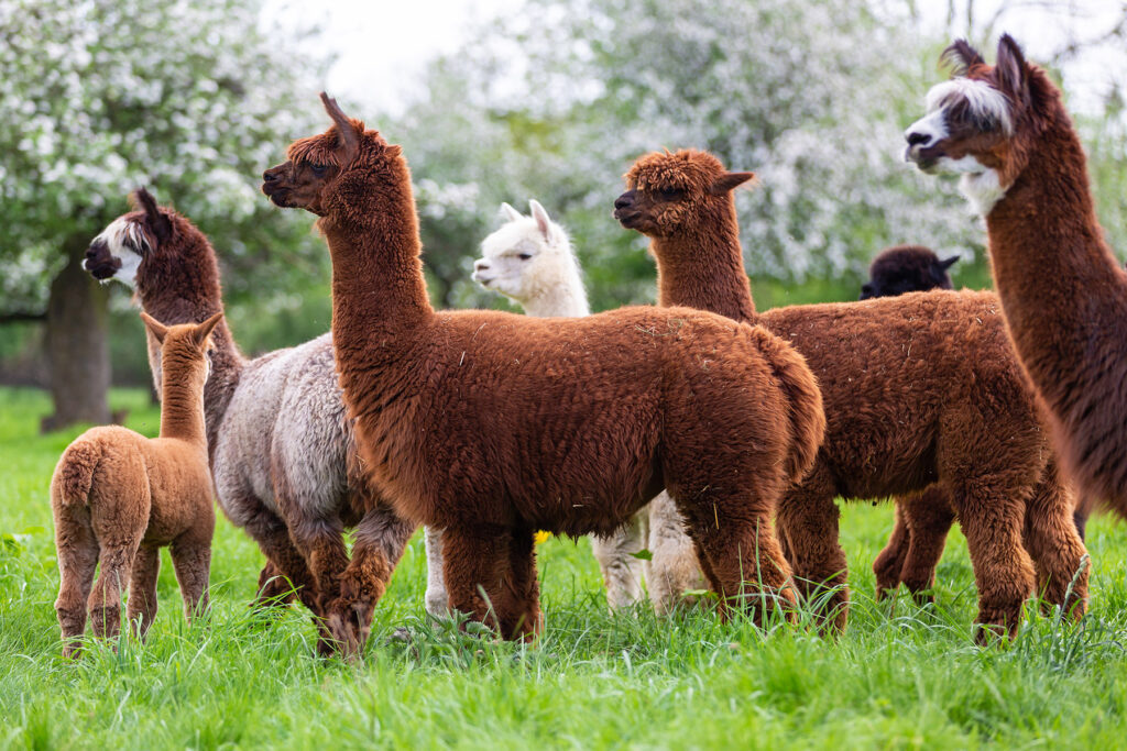 Alpacas